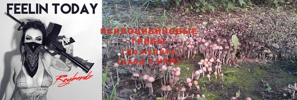 прущие грибы Медногорск