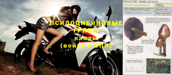 прущие грибы Медногорск